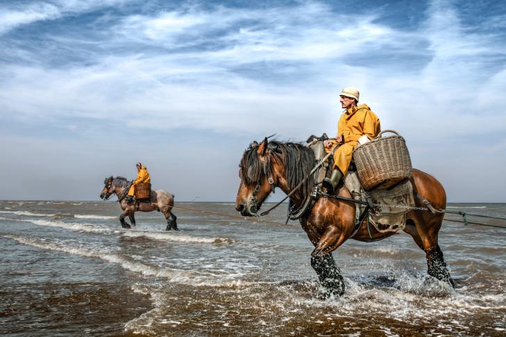 Foto "Pferdefischer"